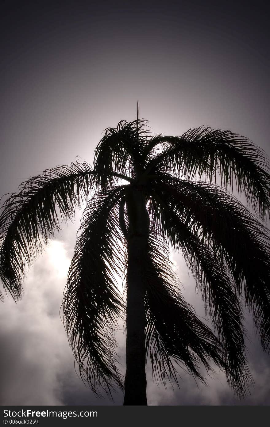 A beautiful Hawaiian Palm Tree silhouette with back lighting from the sun.