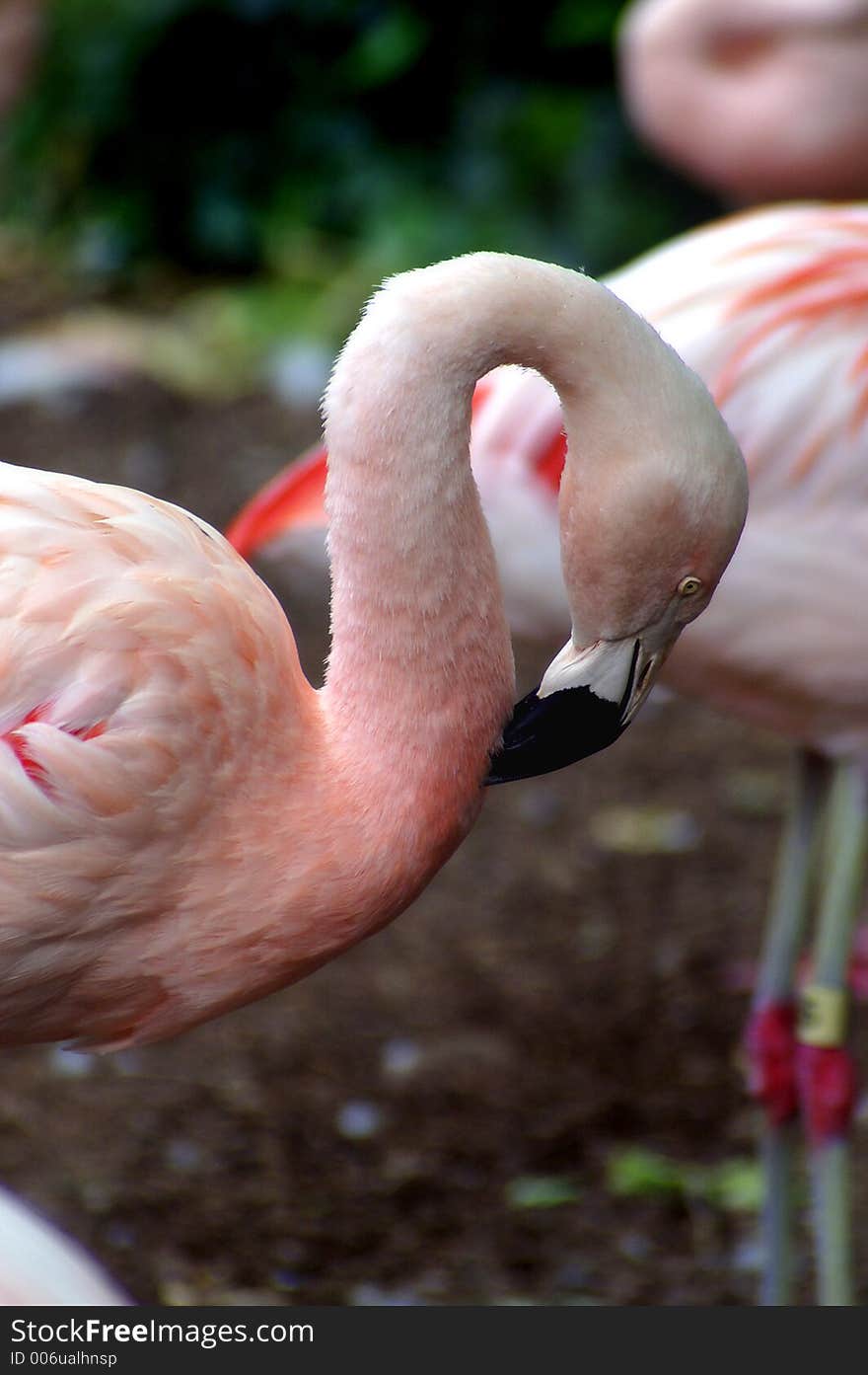 North Carolina zoo. North Carolina zoo