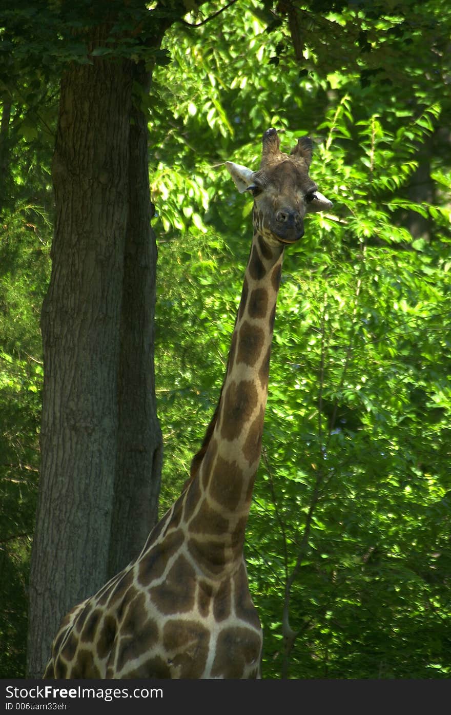 North Carolina zoo. North Carolina zoo