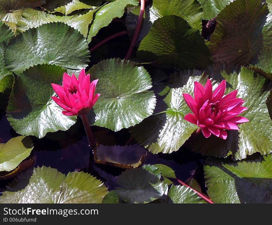 Water Lilies