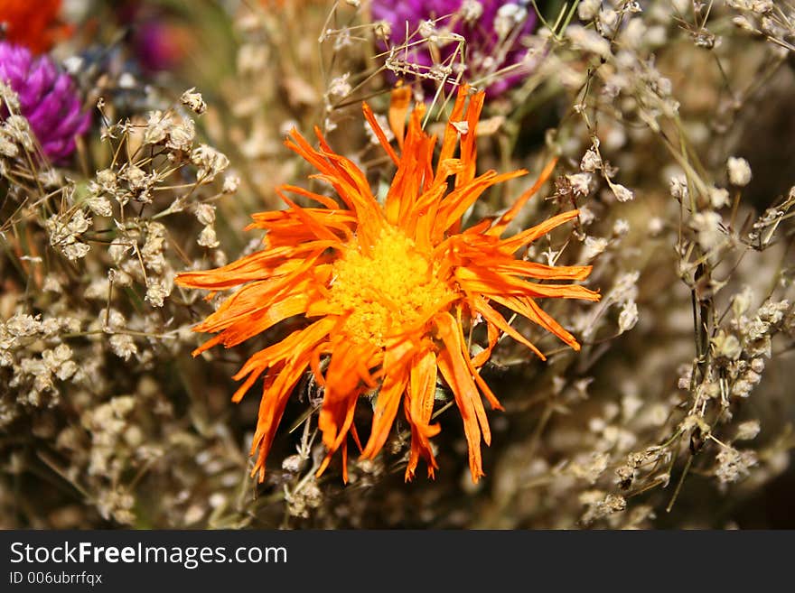 Flower given to my wife