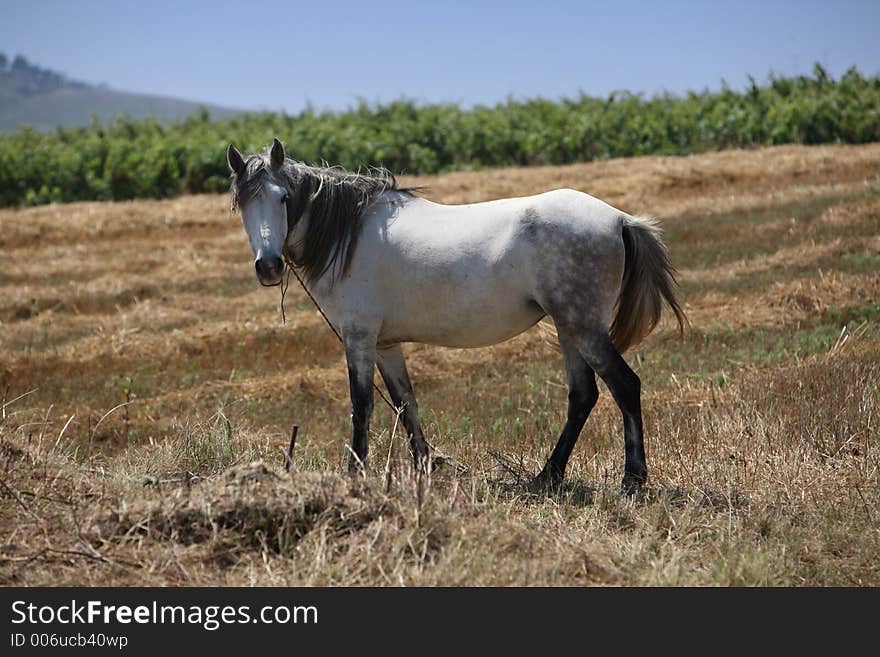 White horse looking