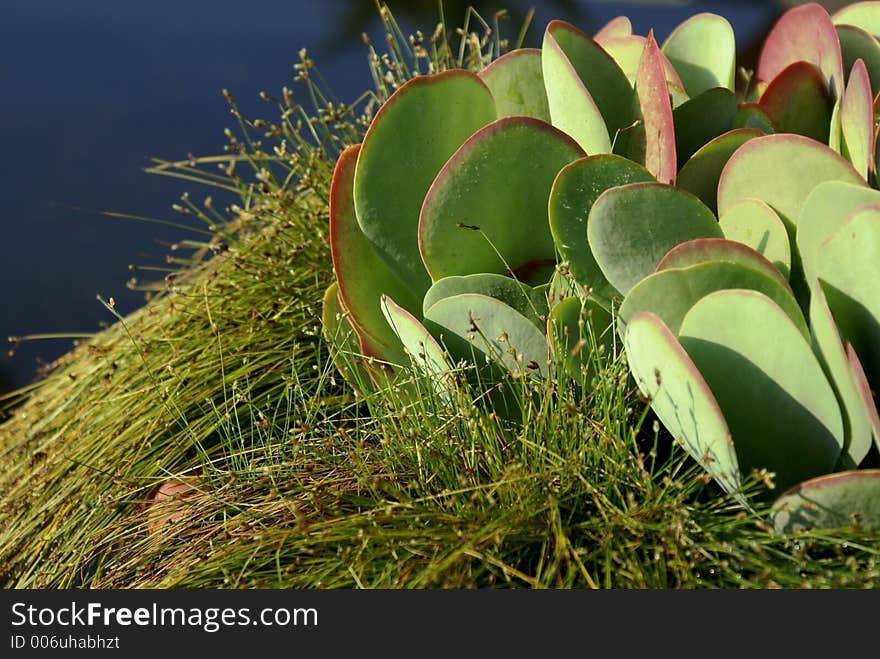 Succulent close-up