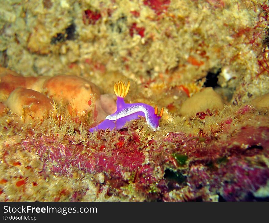 Chromodoris apolegma. Chromodoris apolegma