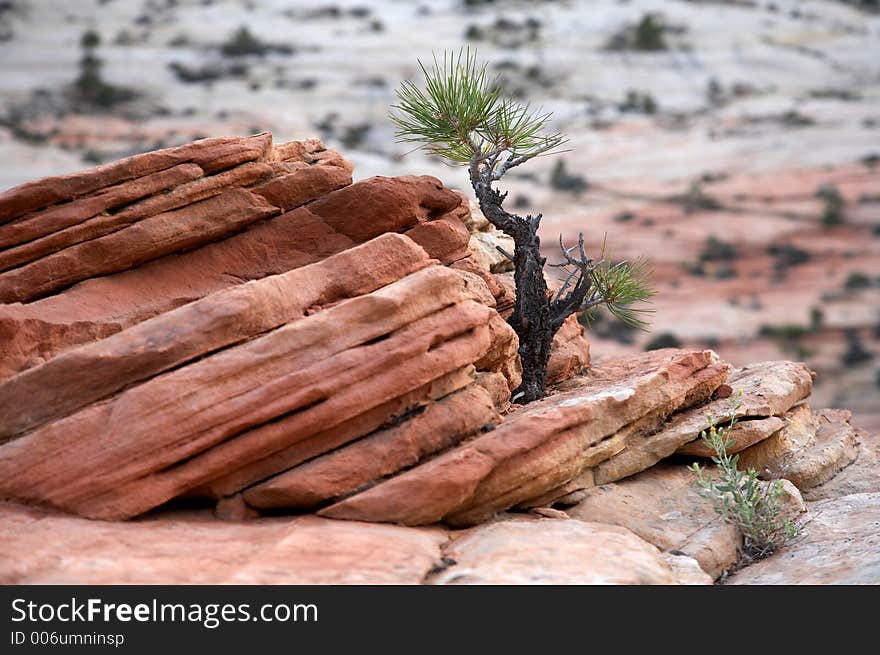 Desert Detail