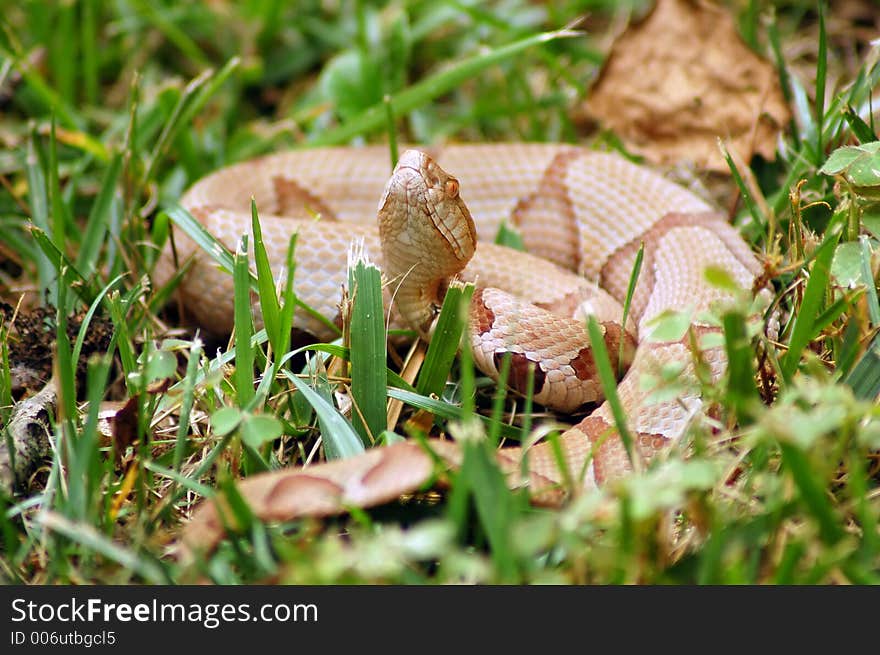 Brown snake on grass