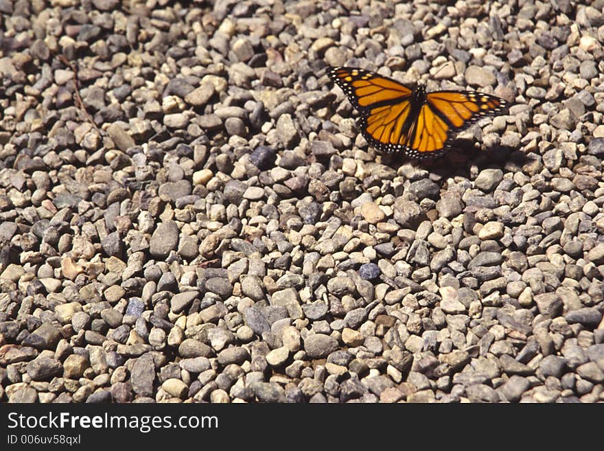 Monarch butterfly on pebbles