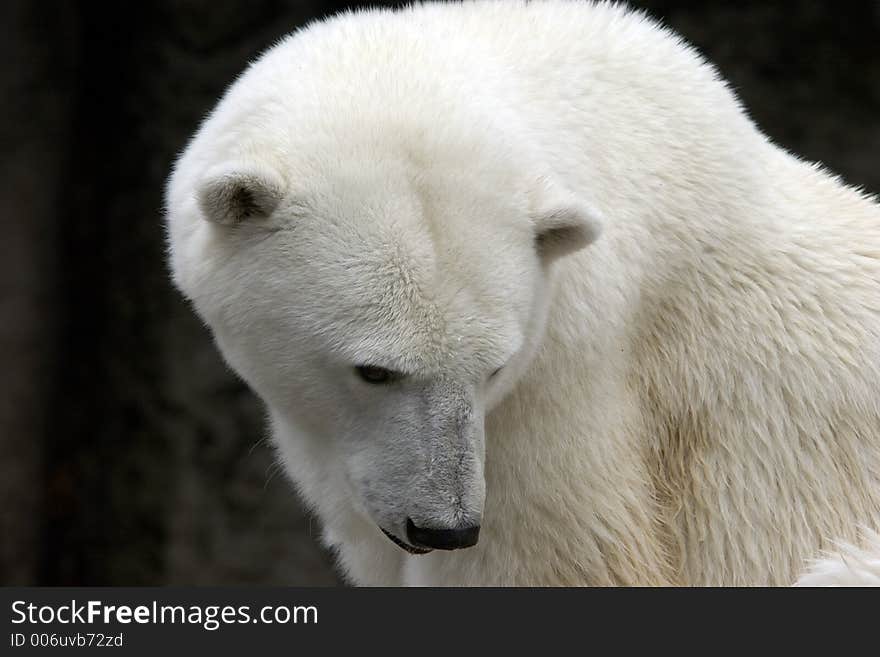 Polar Bear