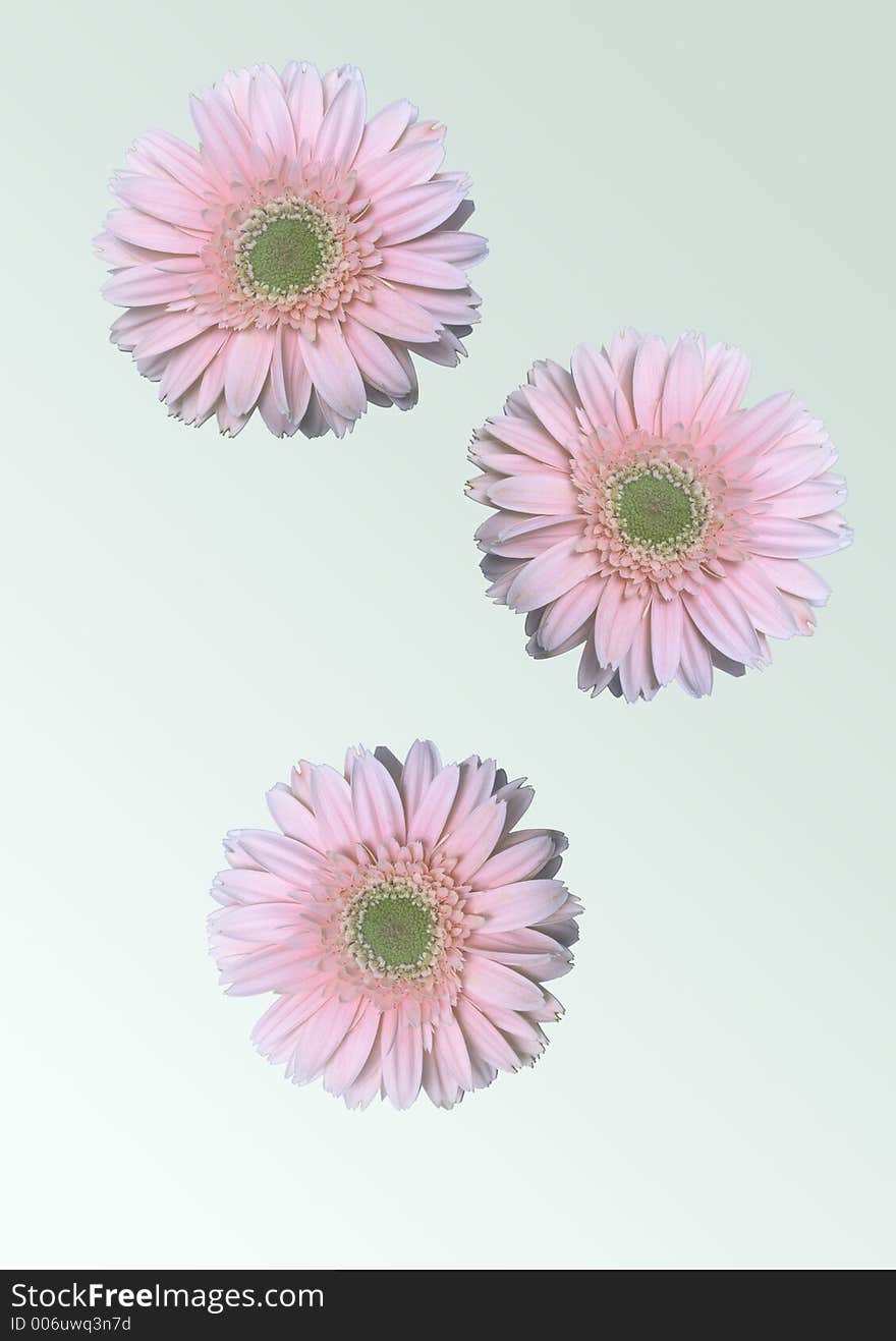 Overhead view of three pink daisy flowers in bloom, light background.