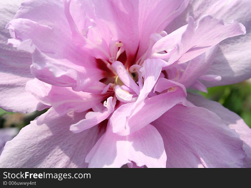 A beautiful pink/purple flower in the sunlight.