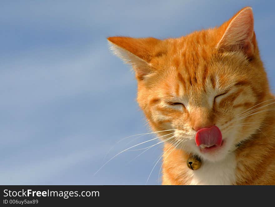 Cat licking his chops. Cat licking his chops