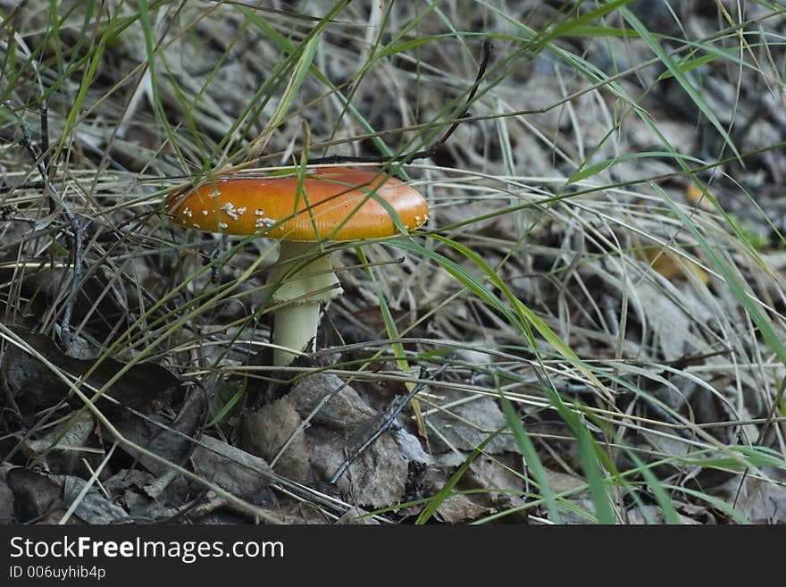 Poisonous mushroom