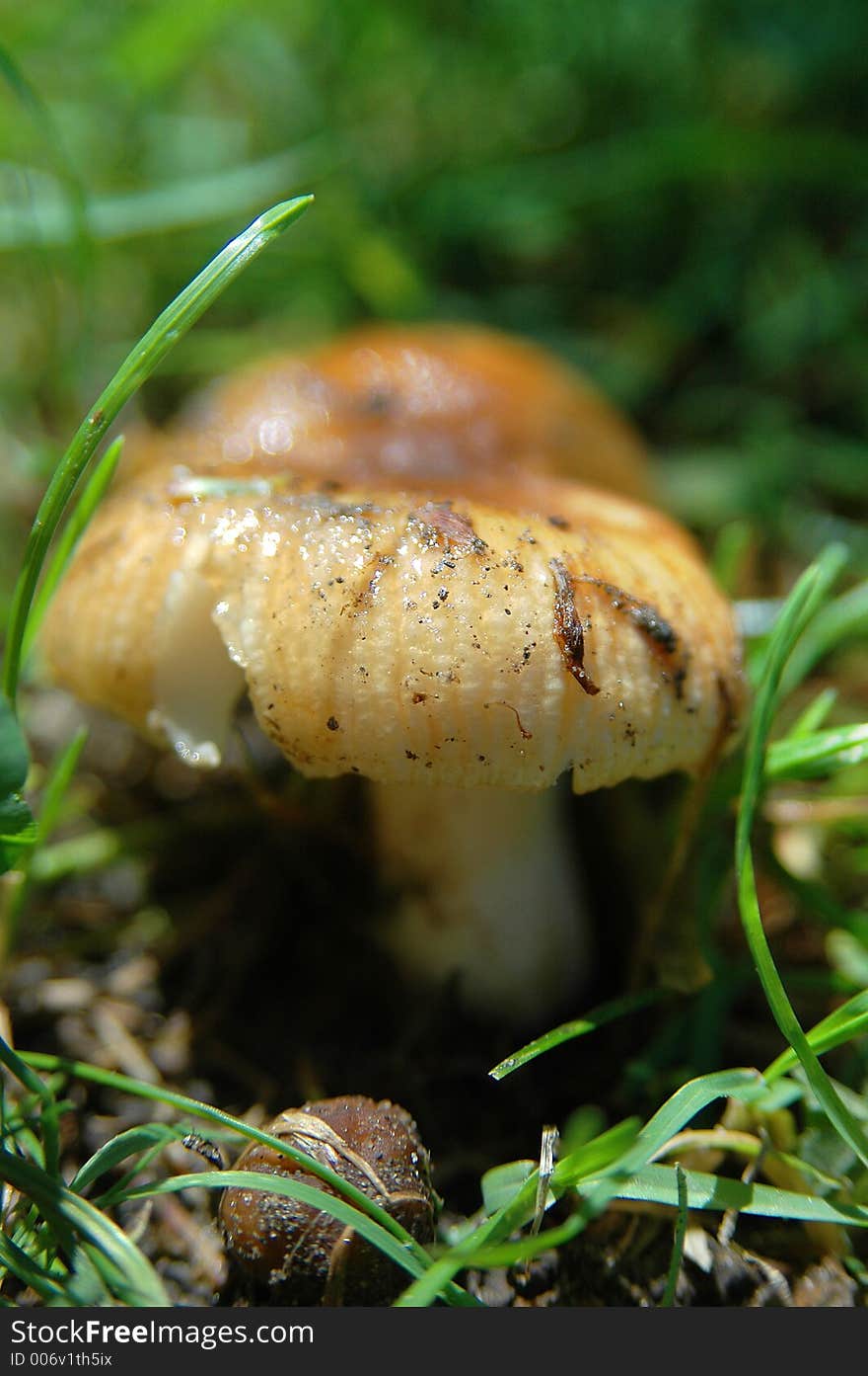 Mushroom On Grass