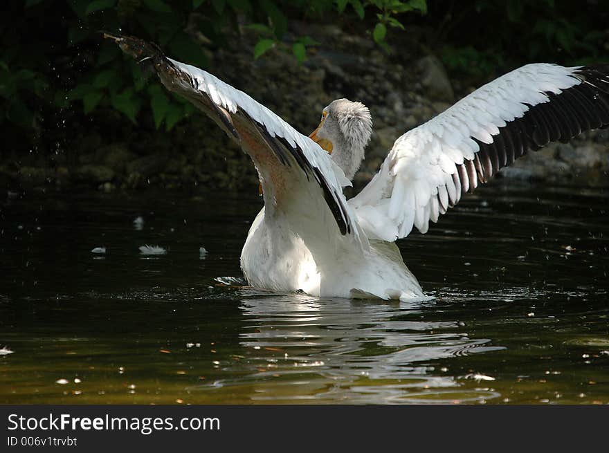 Landing of pelican close-up in sunny day. Landing of pelican close-up in sunny day