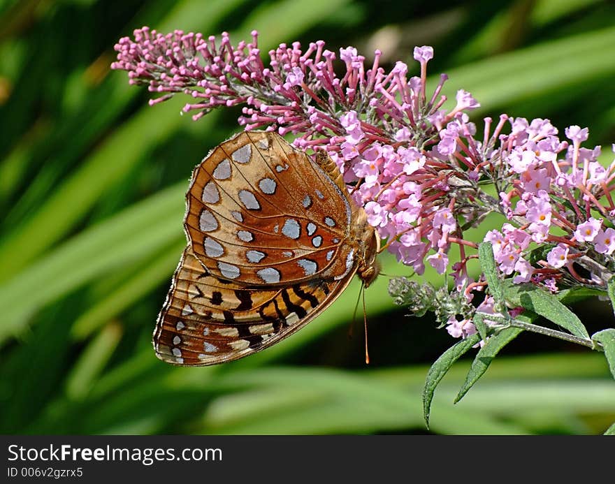 Copper butterfly upside down on butterfly bush. Copper butterfly upside down on butterfly bush