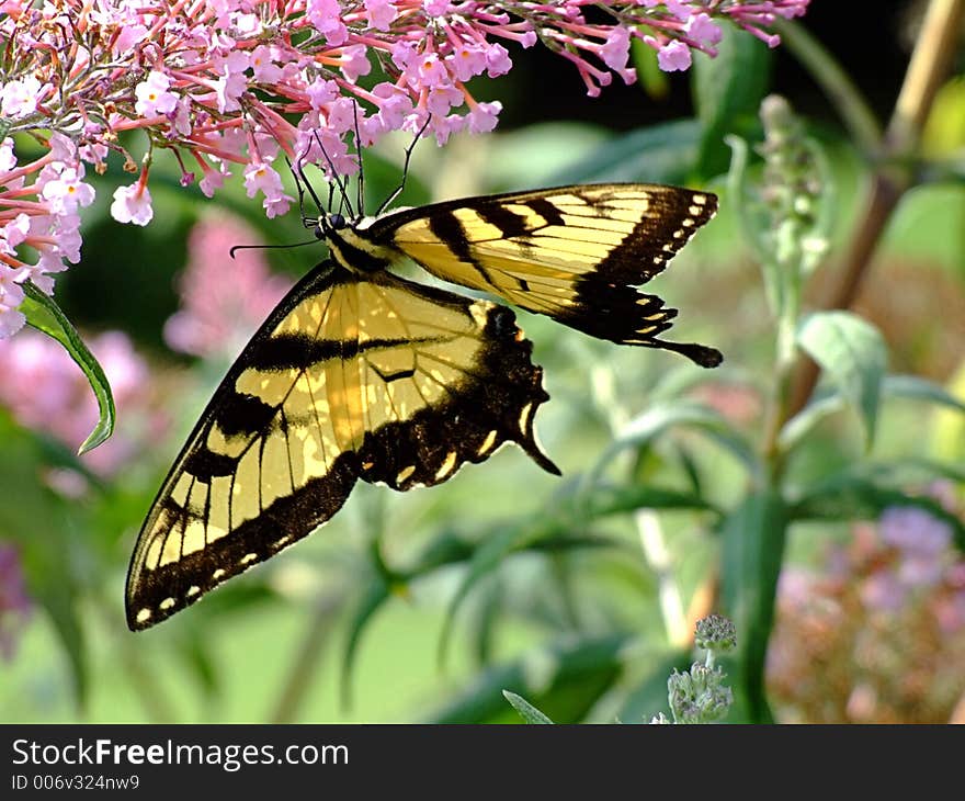 Swallowtail Butterfly On Purple Flower