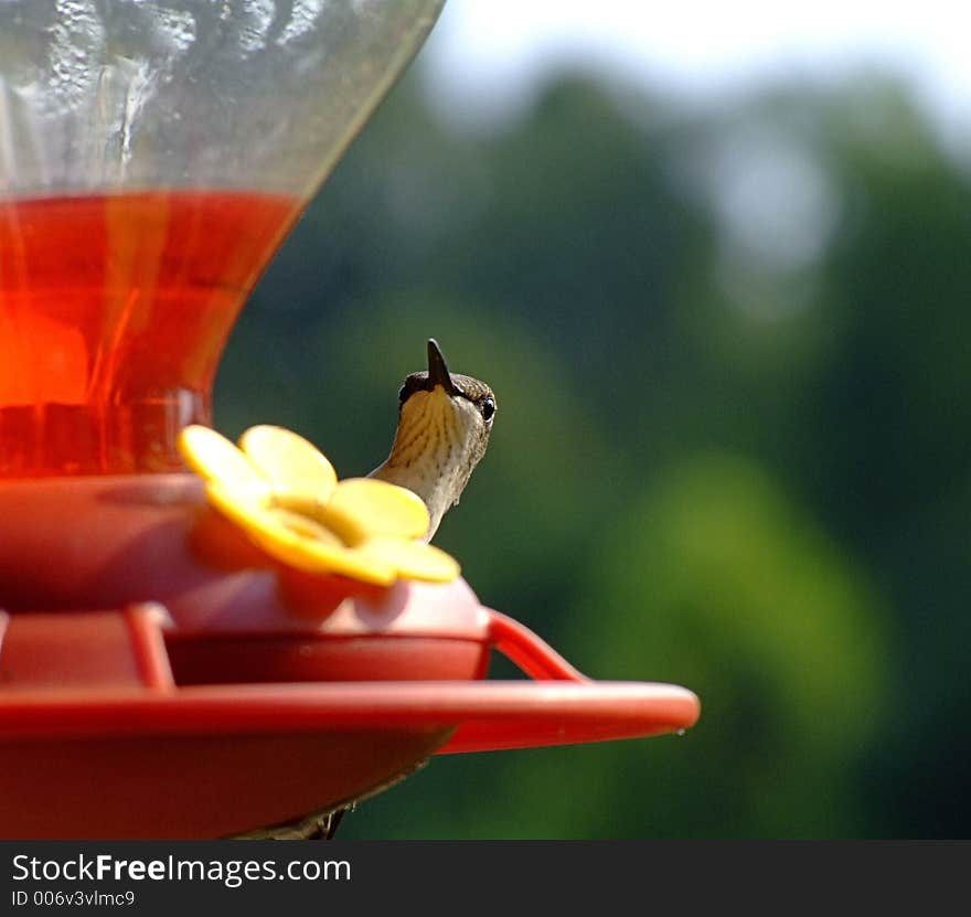 Hummingbird peeking over feeder. Hummingbird peeking over feeder