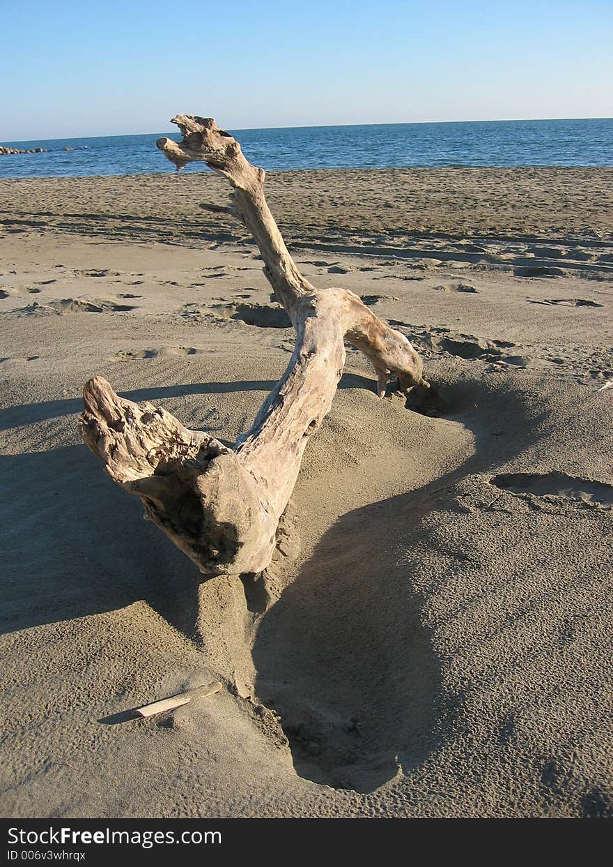 Branch in the beach