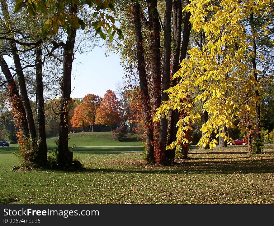 Fall Trees