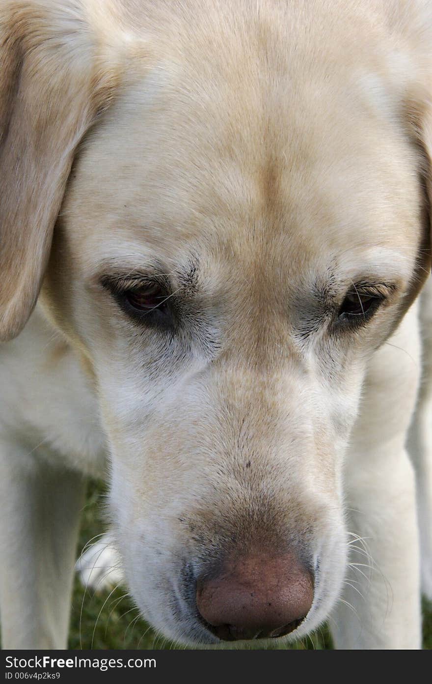 white Labrador headshot close up