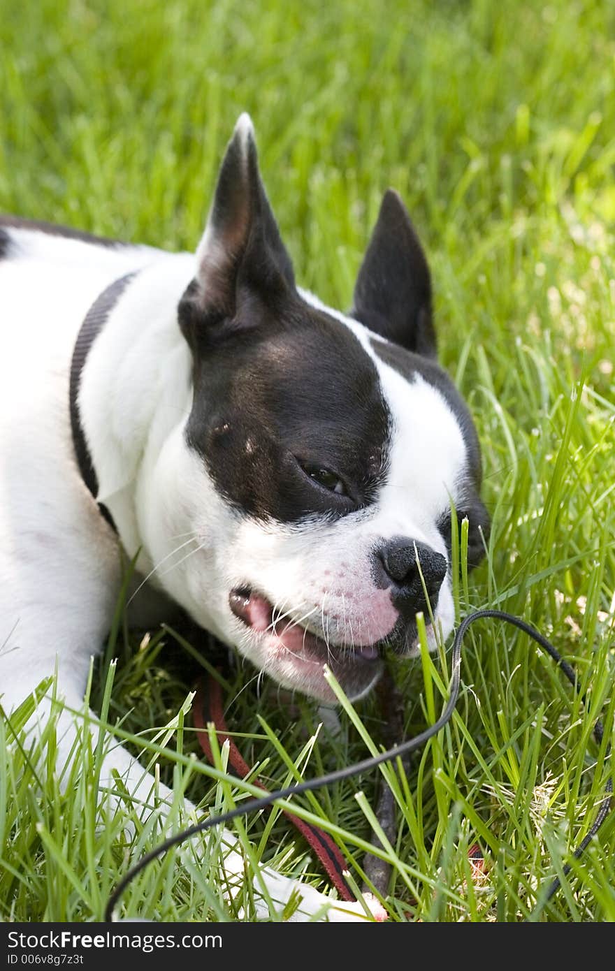 Boston terrier puppy