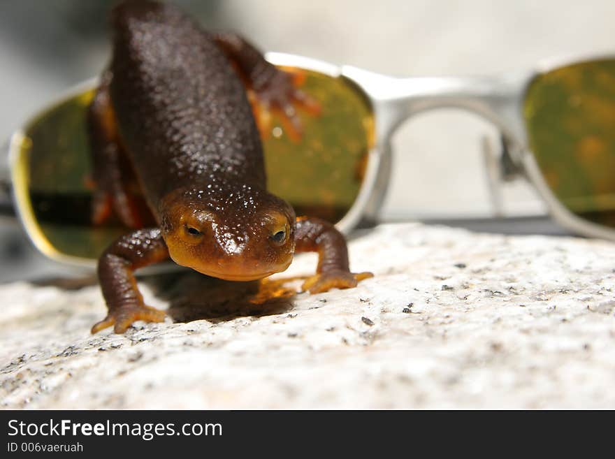 Orange belly newt