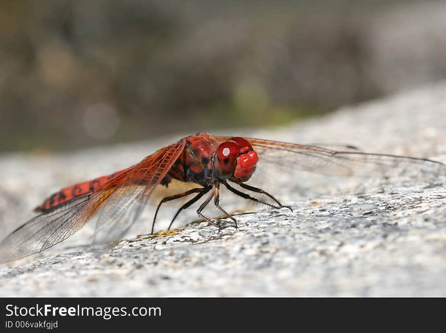 Red dragonfly close-up