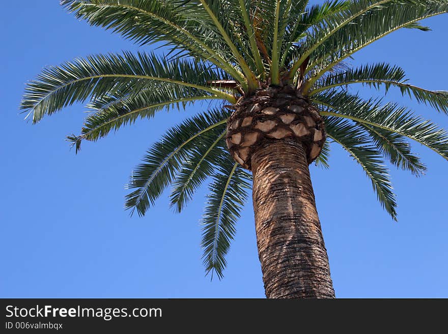 Palm tree over blue sky. Palm tree over blue sky