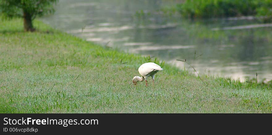 Photographed at Largo Central Park, Largo Florida. Photographed at Largo Central Park, Largo Florida