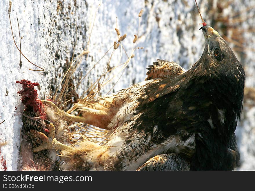 Eagle feeding