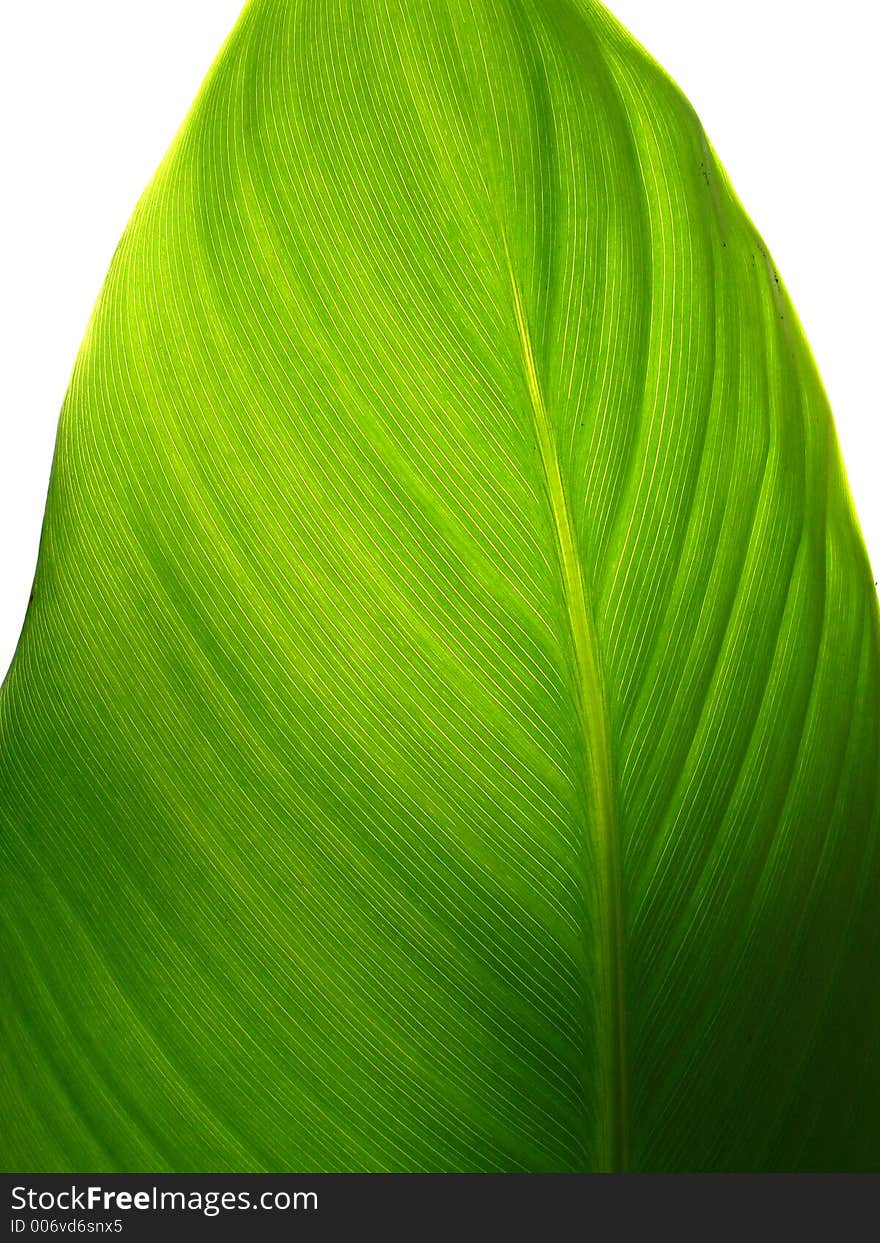 Transparent leaf. Transparent leaf