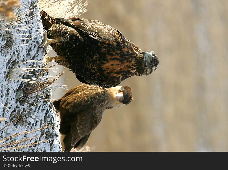 Eagle and caracara