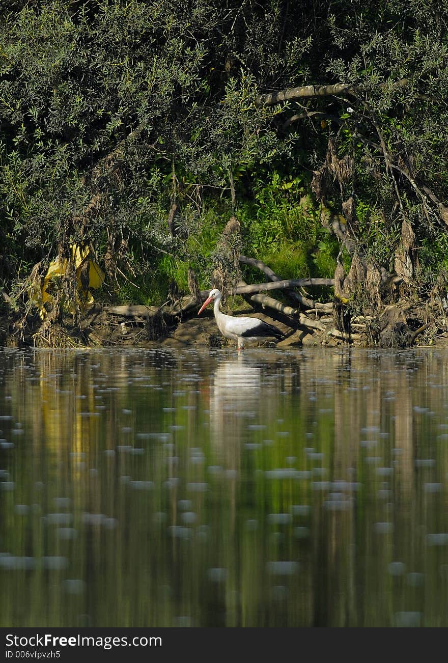 Stork walking in San river in Poland. Stork walking in San river in Poland