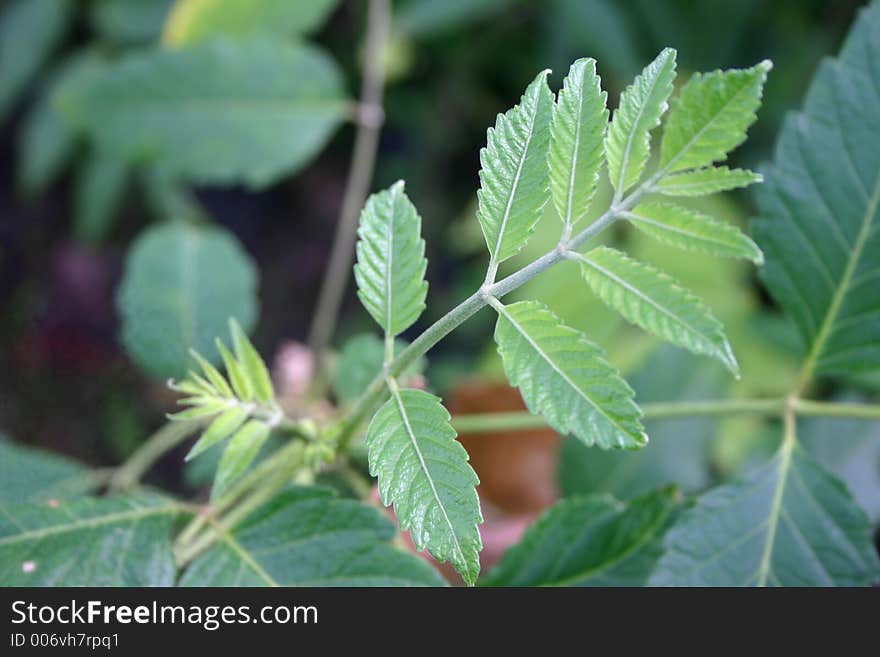 Malaysian herb. Malaysian herb