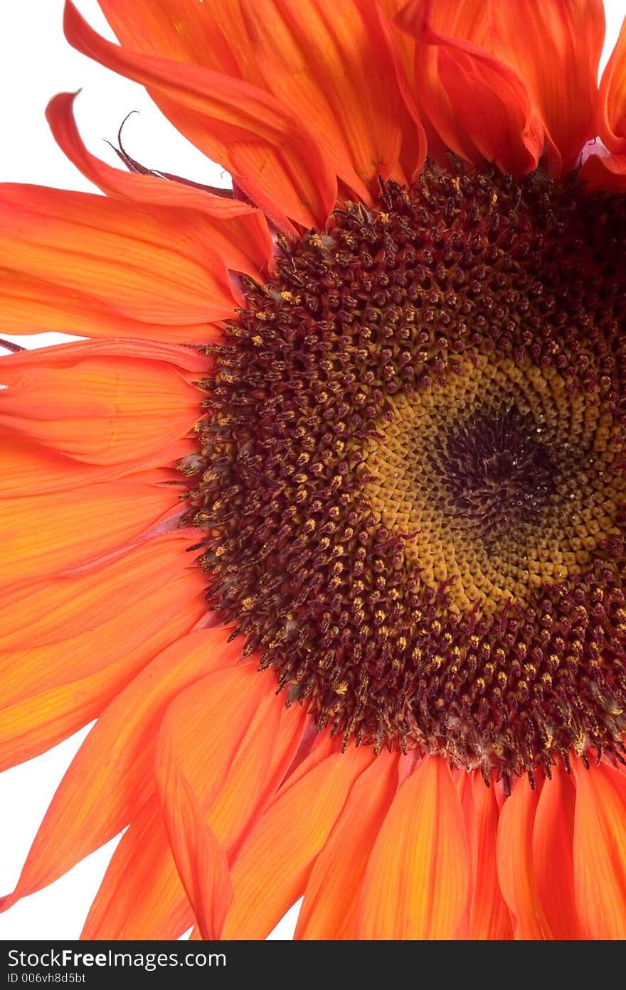 Orange sunflower isolated on white