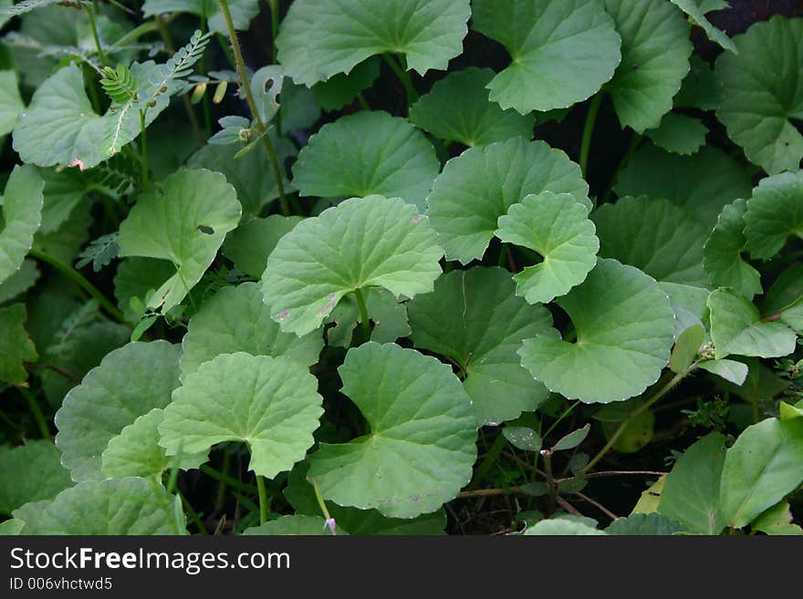 Malaysian herb. Malaysian herb