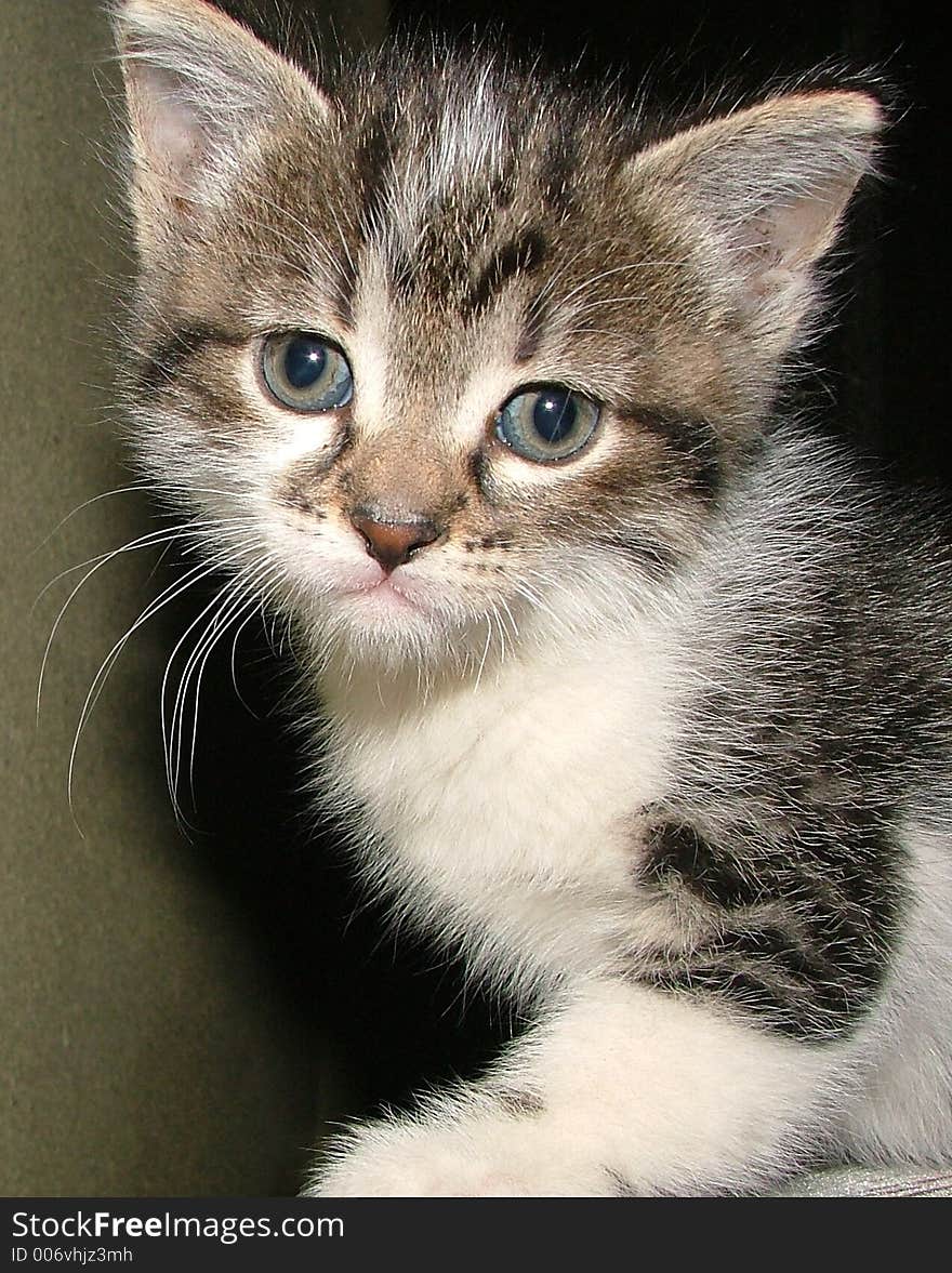 A little cat,in a dark house,interested about my Flashlight. A little cat,in a dark house,interested about my Flashlight...