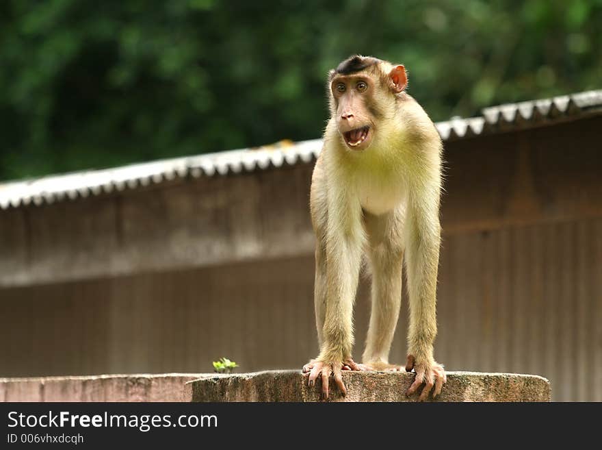 Monkey – in gold fur standing on roof. Monkey – in gold fur standing on roof