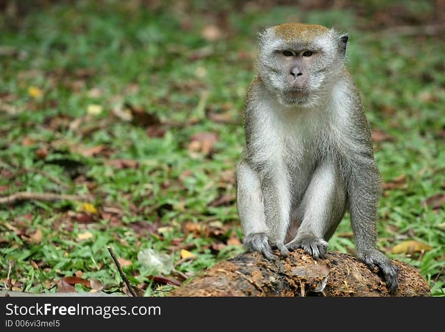 Monkey – Do I look serious?. Monkey – Do I look serious?