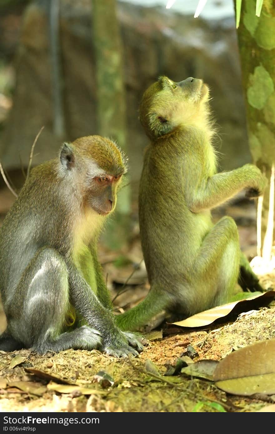 Monkey – teamwork (one checking for falling fruit, one collecting the fruit). Monkey – teamwork (one checking for falling fruit, one collecting the fruit)