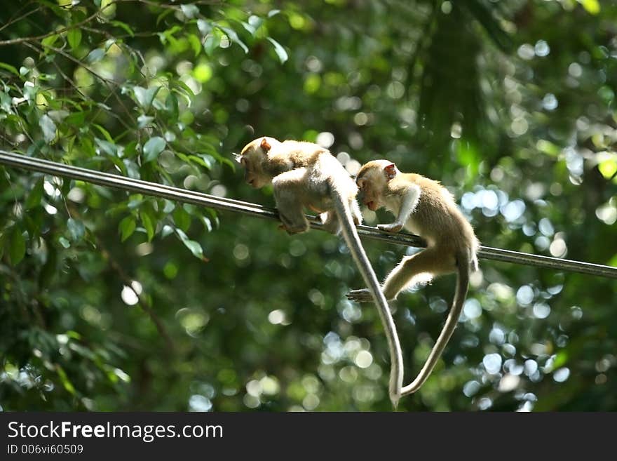 Monkey – two young monkeys on cable. Monkey – two young monkeys on cable