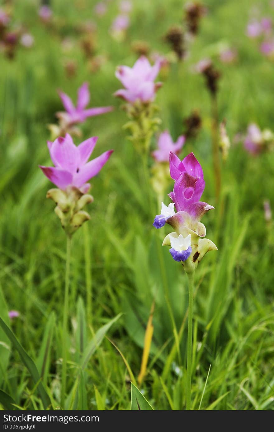 Wild Flower Siam Lily