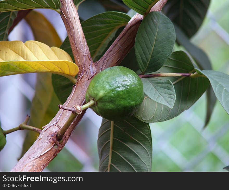 Mangos growing on the tree. Mangos growing on the tree.