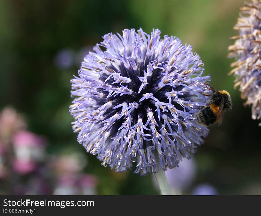 Bee in Blue