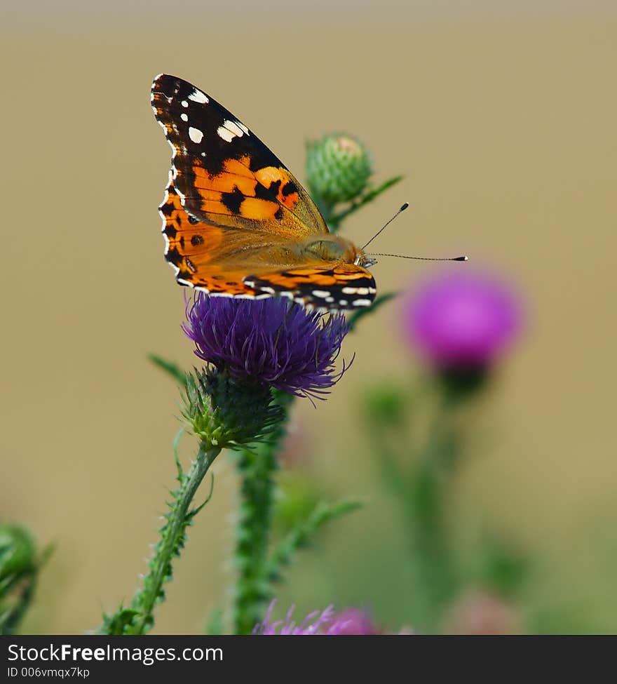 Colorful Butterfly