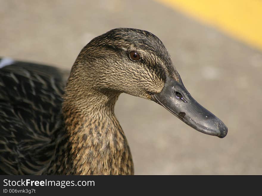 Female mallard