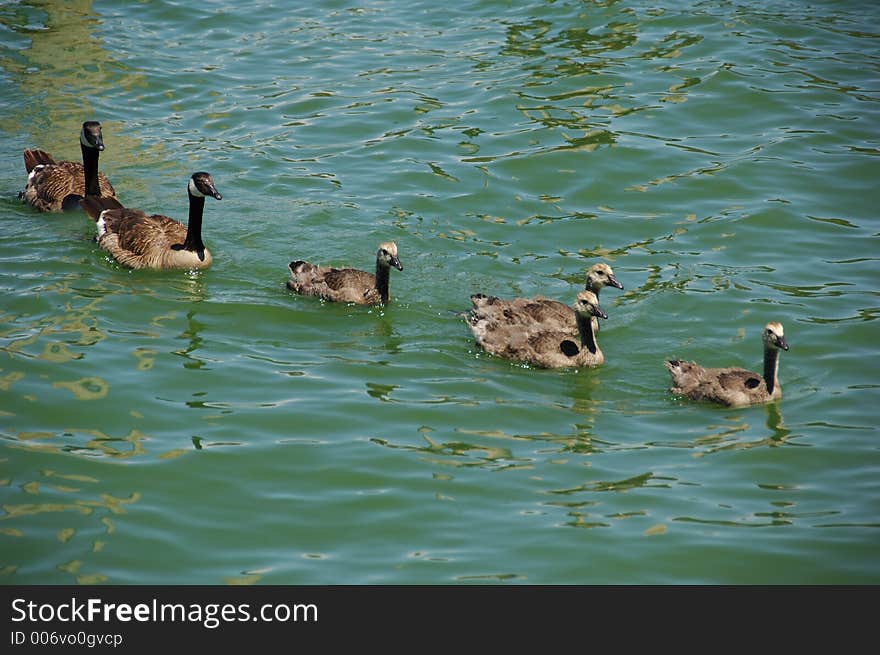 Canadian Goose Family. Canadian Goose Family