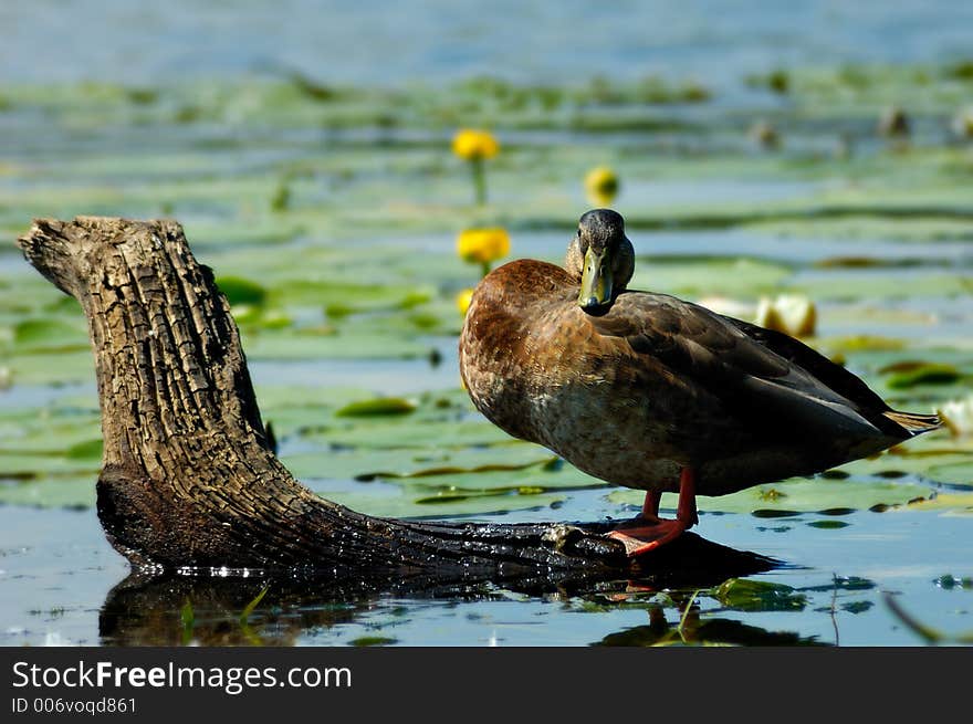 Funny duck standing on log