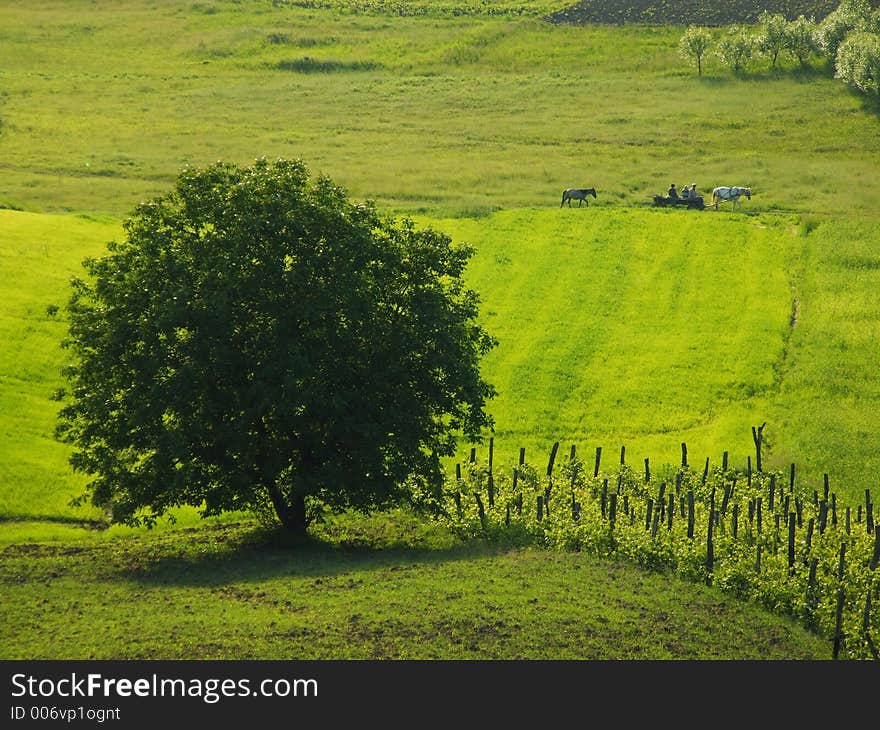 Next to  the Onesti City,nature is alive again.Is spring time,in our lifes. Next to  the Onesti City,nature is alive again.Is spring time,in our lifes...