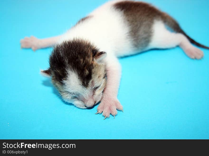 New Born Kitten